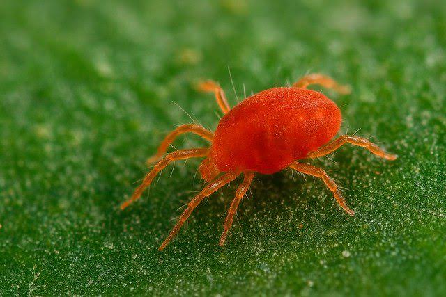 Araignées rouges : comment les identifier et s'en débarrasser naturellement ?
