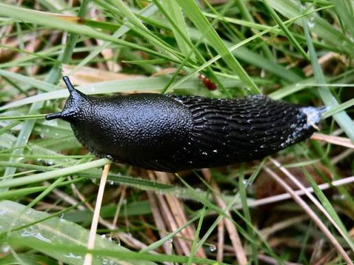Limaces au jardin : comment les éliminer naturellement et définitivement ?