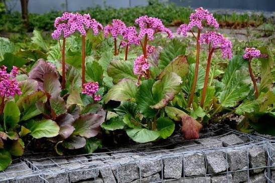 Bergenia - Fleur d'ombre