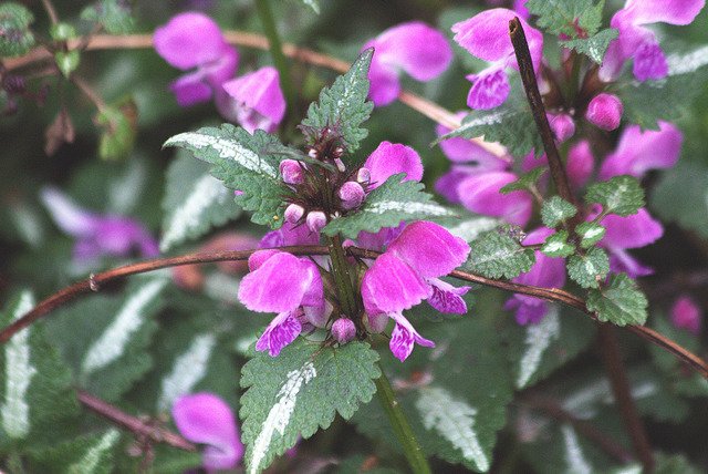 Lamier - Fleur d'ombre