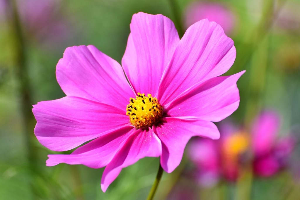 Cosmos