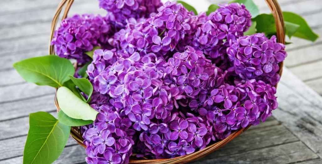 Lilas