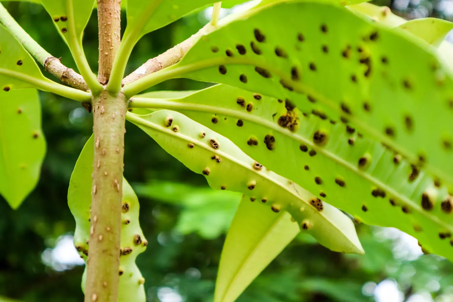 Maladies des plantes : guide complet