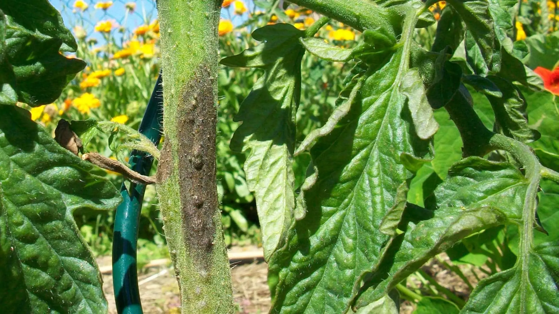 Le mildiou de la tomate et de la pomme de terre : comment identifier, traiter et sauver vos plantes ?