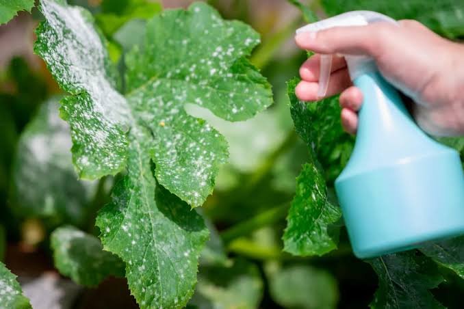 Le mildiou sur les plantes : reconnaître, traiter et éliminer naturellement