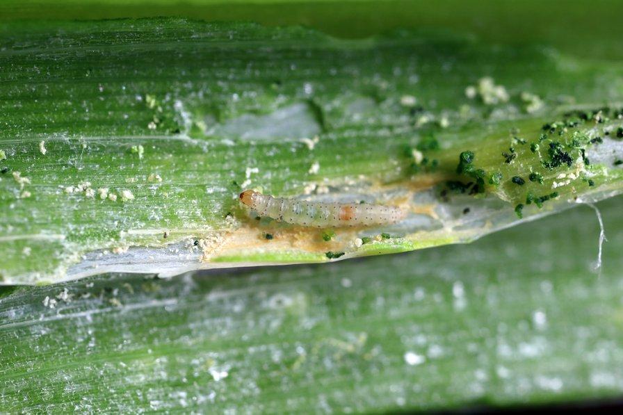 La mineuse du poireau : comment protéger vos poireaux naturellement