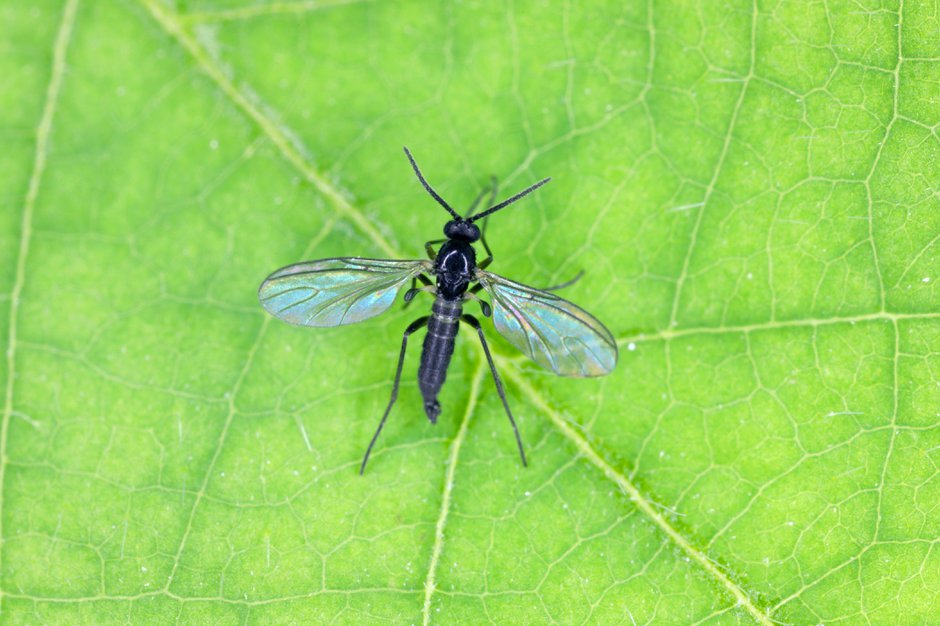 Comment tuer les moucherons dans la terre d'une plante ?