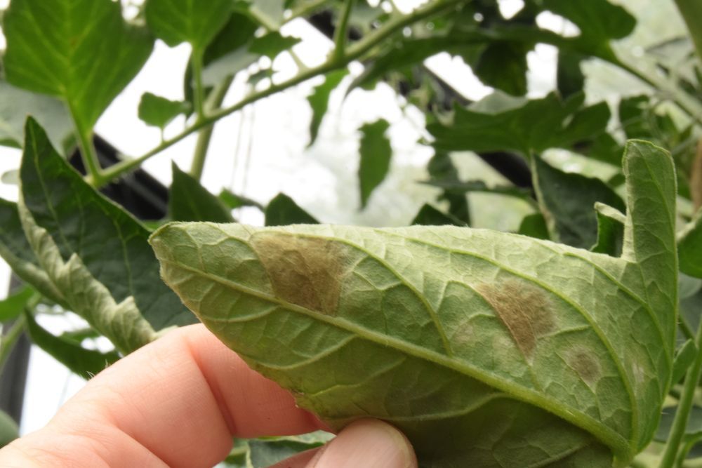 Pourquoi mes plantes ont des taches brunes sur les feuilles ?