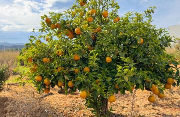À quel âge un oranger donne des fruits ? (tout savoir)