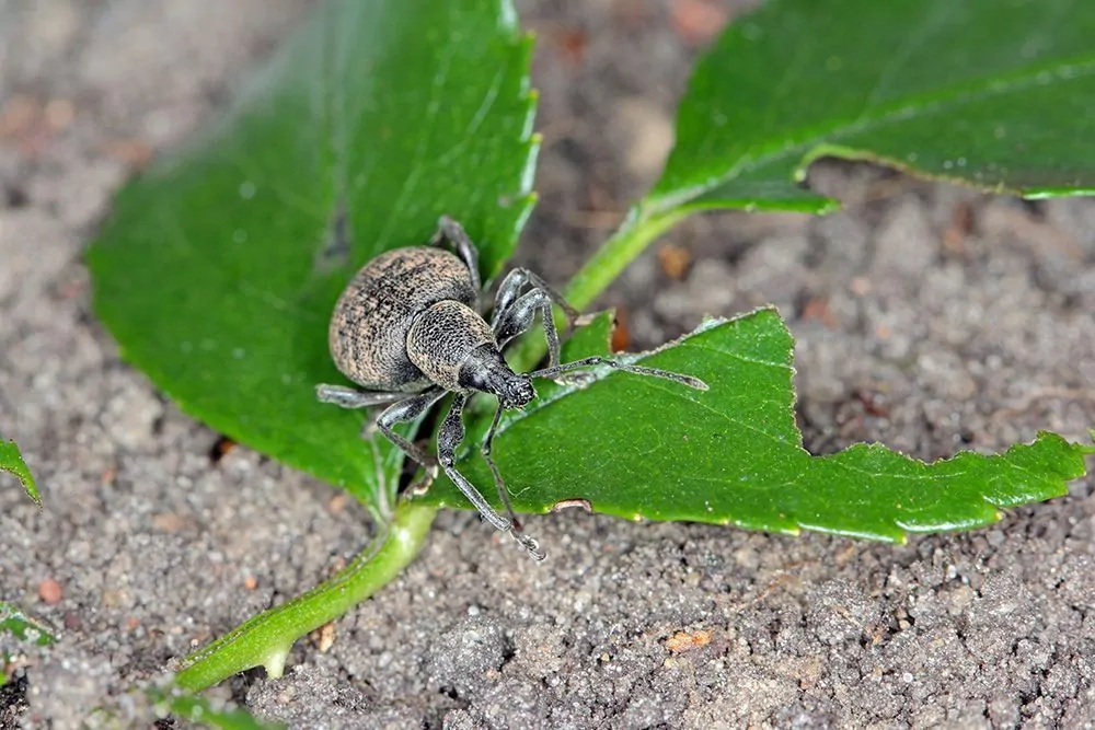 Otiorhynque : stopper ce pilleur de feuilles nocturne au jardin