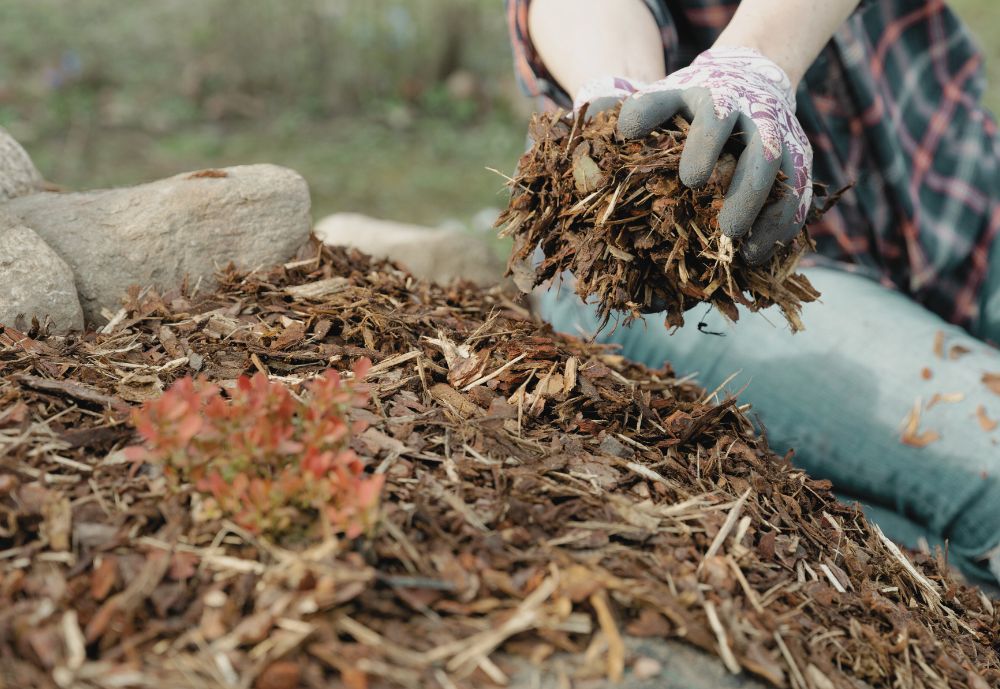 Paillage : techniques avancées pour un sol vivant