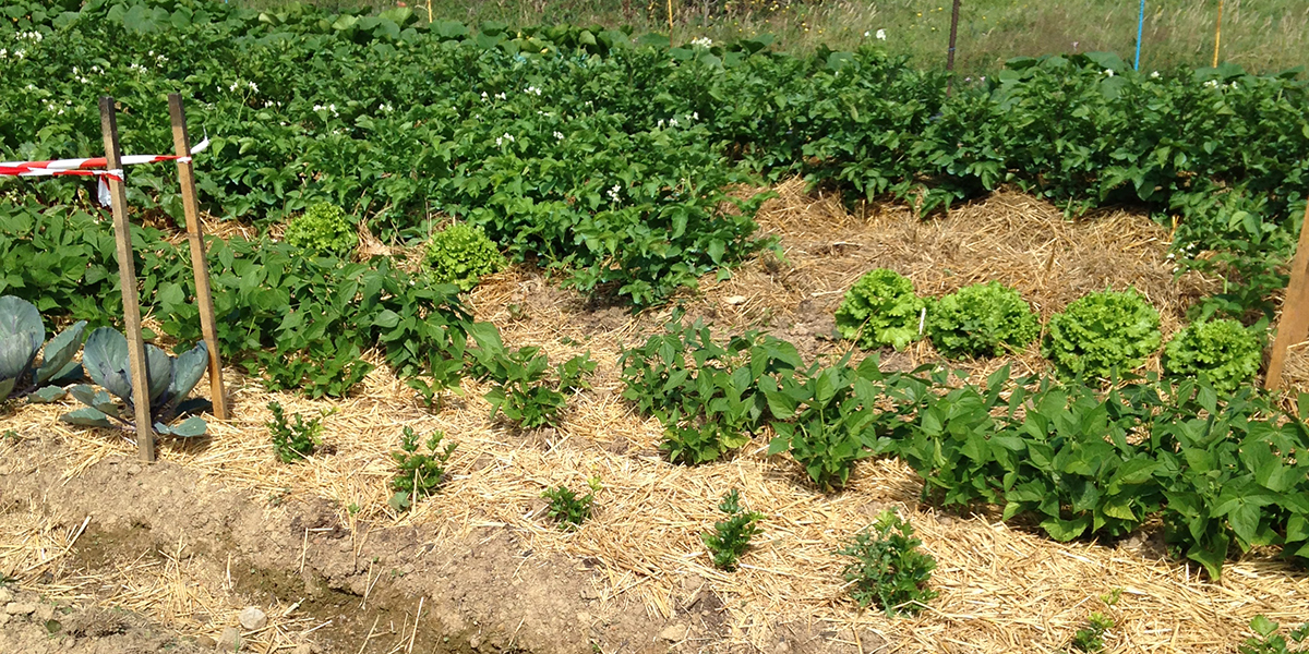 Le paillage au potager : La technique qui divise vos arrosages par deux