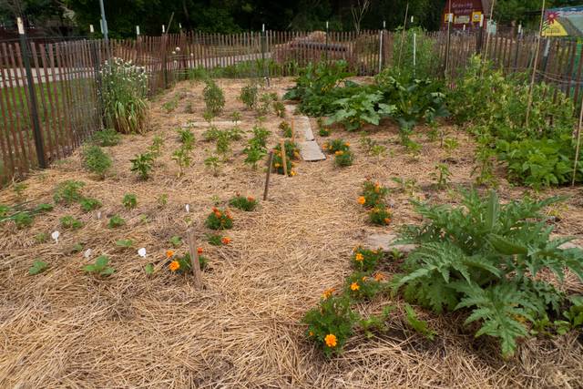 Quand et comment pailler son jardin ? (guide complet)