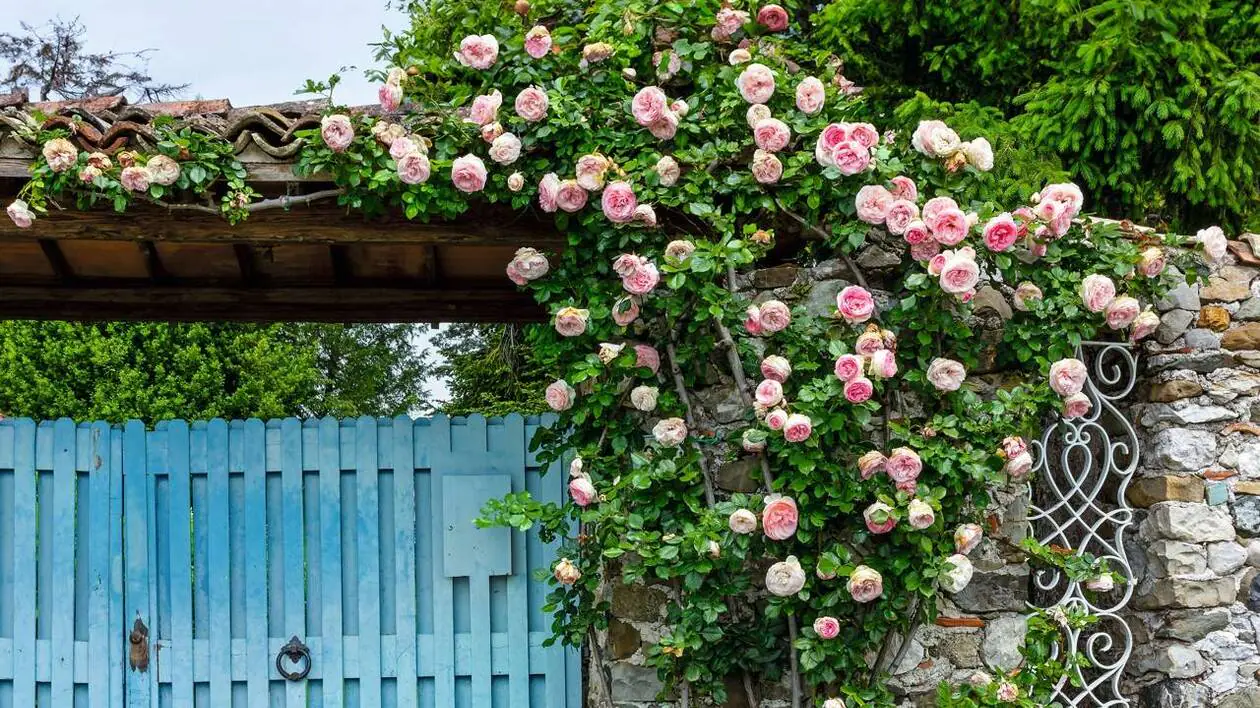 Les plus beaux rosiers grimpants qui fleurissent tout l'été
