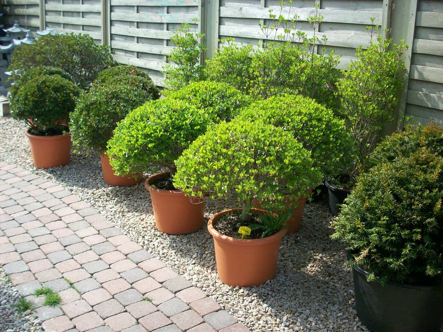 Plantes ornementales