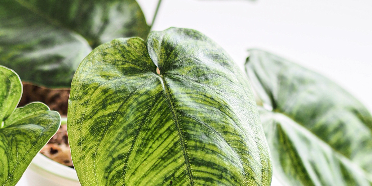 N'achetez pas ça ! 11 plantes à éviter absolument en jardinerie
