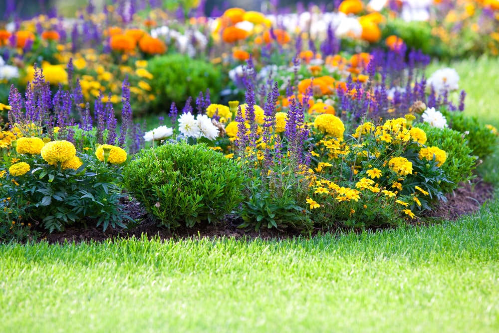 Les 15 meilleures plantes à fleurs pour l'ombre