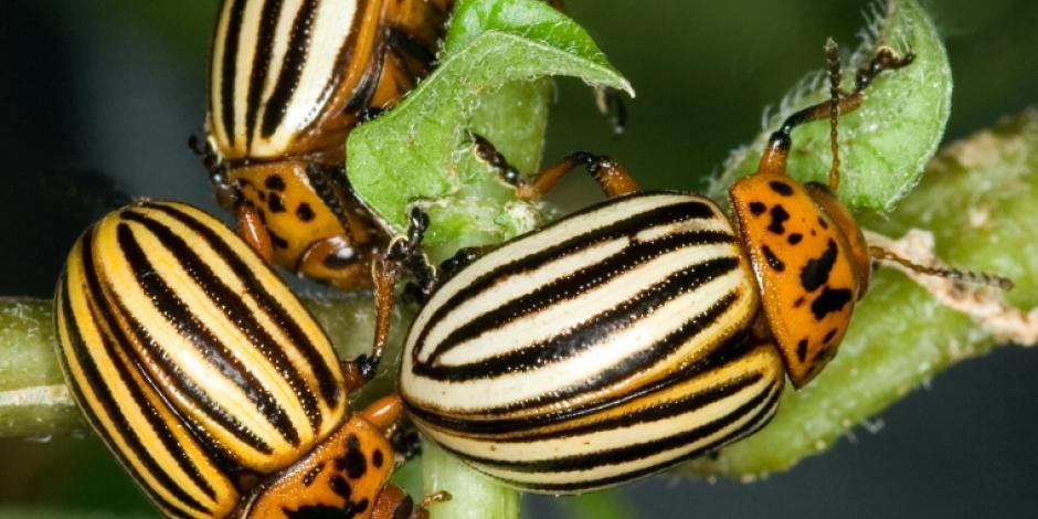 Le doryphore : comment protéger vos pommes de terre naturellement