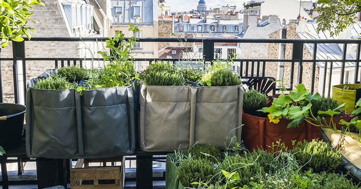 Plantes pour balcon plein soleil : lesquelles choisir ? (15 variétés résistantes)