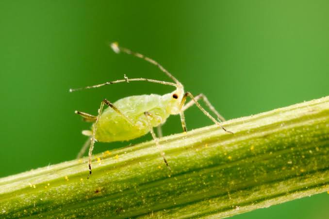 Les pucerons : comment les éliminer naturellement et définitivement ?