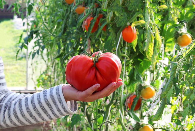 Quand et comment semer les tomates sous abri (serre, tunnel, véranda) ?