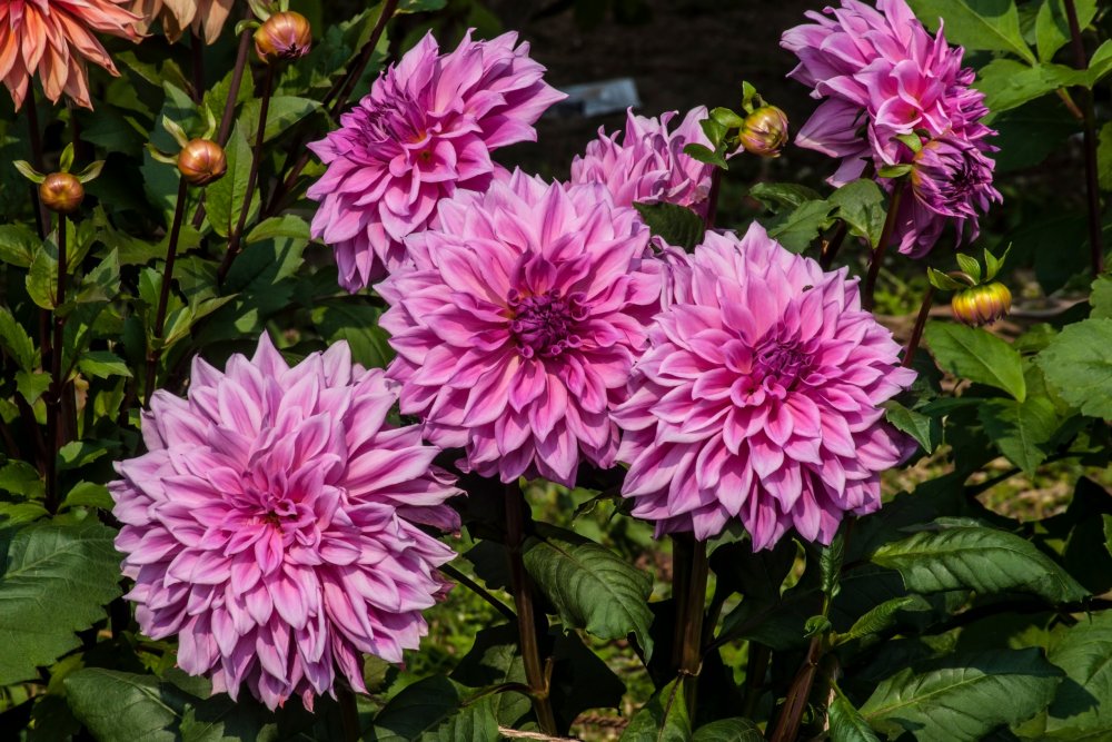 Quelles plantes installer en juin pour un effet visuel immédiat dans les massifs ?