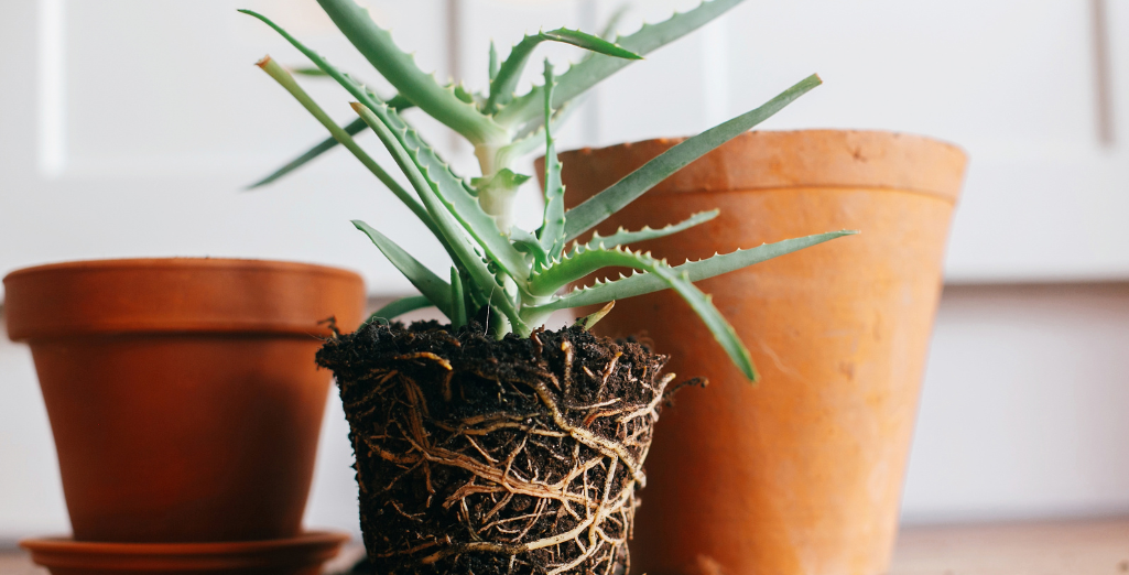 Comment rempoter une plante : guide étape par étape pour débutants