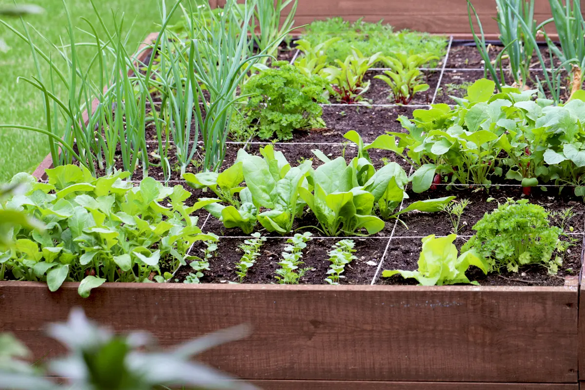 Réussir son potager en juin : arrosage et paillage