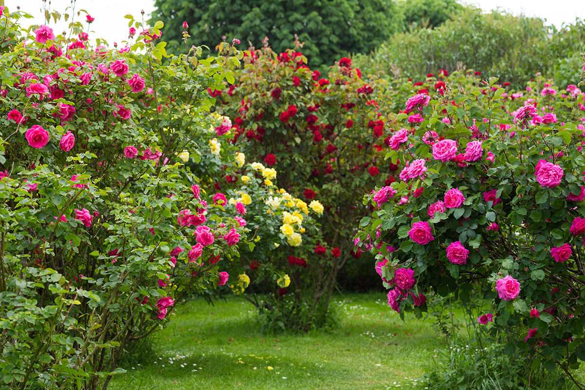 Rosier