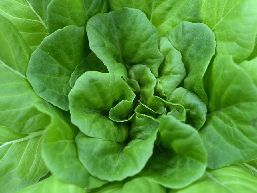 Salade