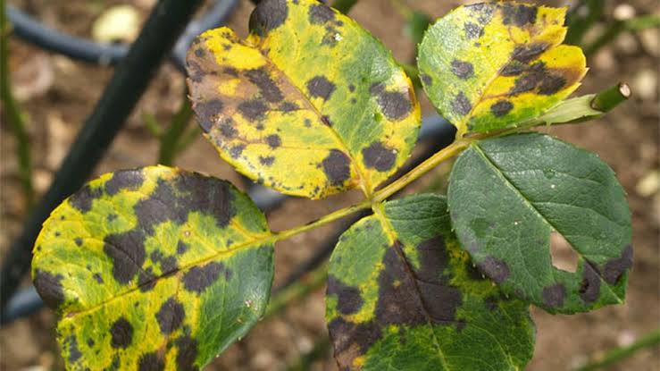 Taches noires sur les feuilles des rosiers : comment traiter naturellement ?