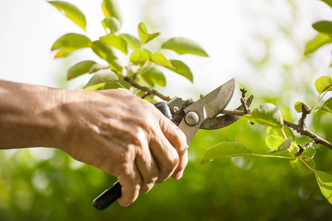 Quels arbres et plantes tailler au mois de juin ?