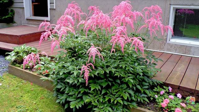 Astilbe - Fleur d'ombre